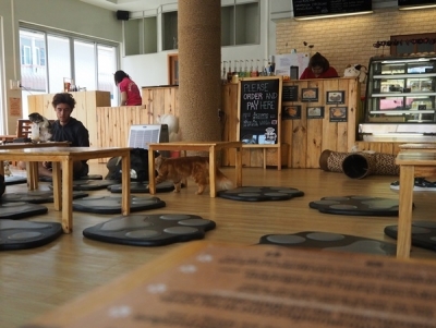 CAT 'n' A CUP Cat Cafe
